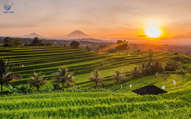 مزارع برنج در تور بالی