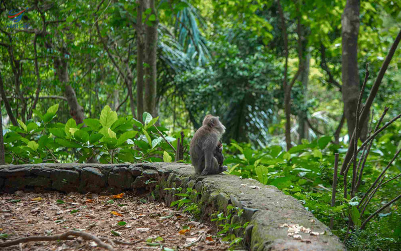 جنگل میمون در تور بالی